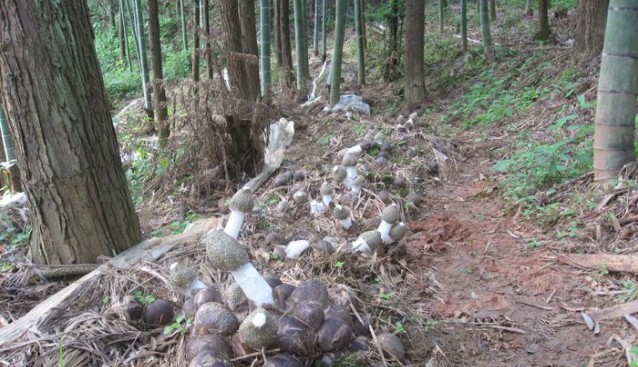 福建顺昌县林下竹荪喜获丰收