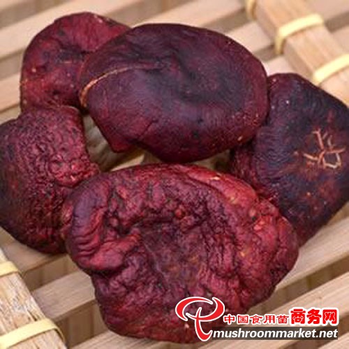 正红菇-鲜品_图片新闻_中国食用菌商务网