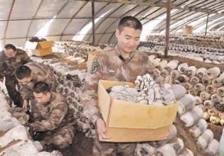 新疆：總裝備部駐疆某團積極開展食用菌等農副產品生產