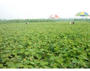 辽宁葡萄苗木葡萄苗木基地