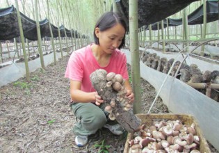 河北：博野农户打破棚室生产菌菇格局 着力发展林菌经济