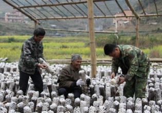 廣西：天峨縣引進先進黑木耳技術助農增收