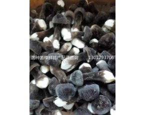 黑皮鸡枞菌鲜菇发到全国各地36元公斤