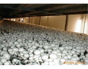 大量供应工厂化双孢菇鲜品