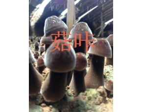 新鲜黑皮鸡枞菌