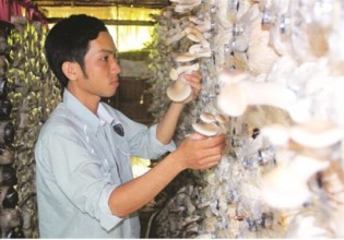 越南：食用菌種植鋪出脫貧致富新路子