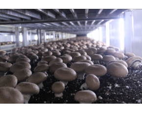 工厂化褐蘑菇 牛排菇 大量供应