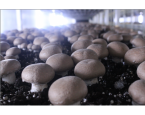 洛阳奥吉特食用菌工厂化褐蘑菇牛排菇