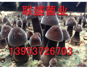 山东金乡黑皮鸡枞菌栽培技术