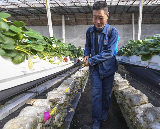 河北：永清县草莓+平菇立体种植助增收