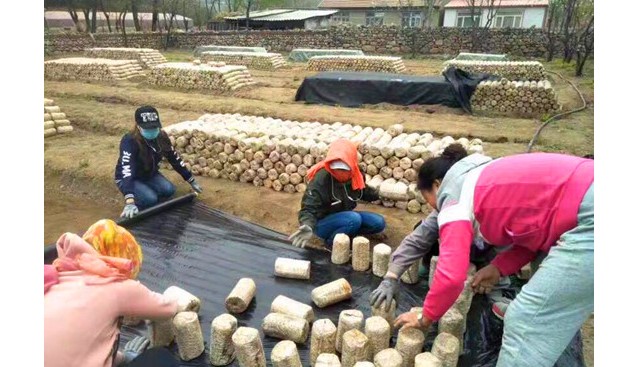 遼寧：遼陽市佳琦食用菌合作社黑木耳技術服務隊指導種植技術