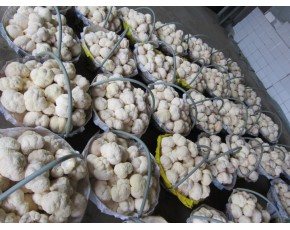 产地直供中国猴头菇之乡新鲜猴头菇