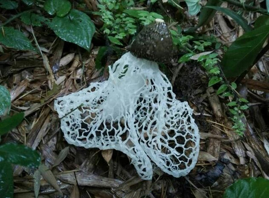 浙江：杭州桐廬縣一景區竹林發現數十株野生竹蓀