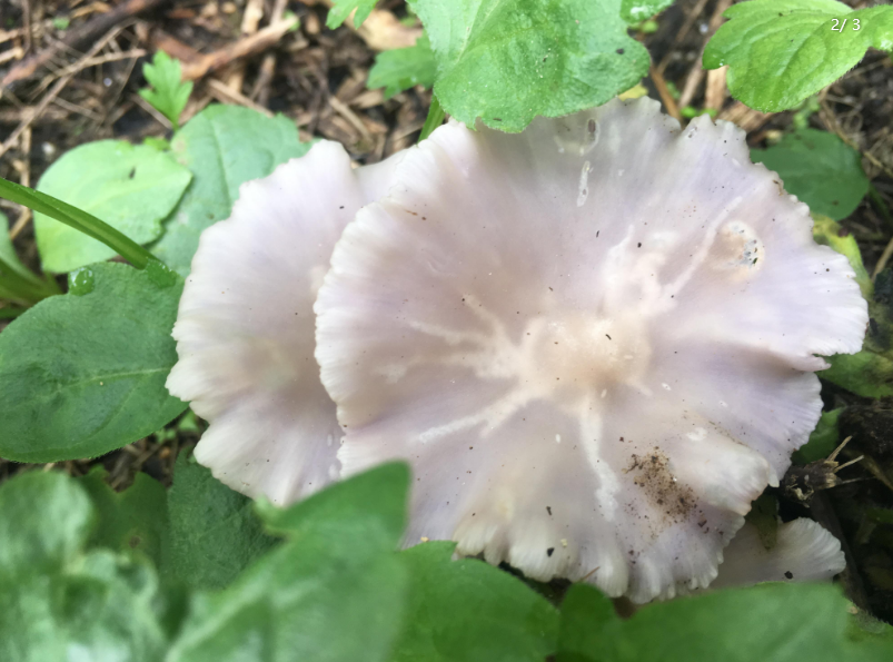 韓國：發現花臉香蘑，屬珍稀野生菌