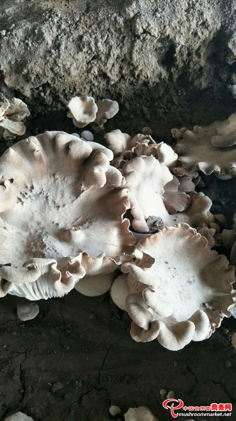 褐灵菇是在太行山原始森林中发现的野生食用菌,营养价值极高