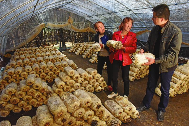 长武丁家镇直古村建设食用菌种植基地 助农增收