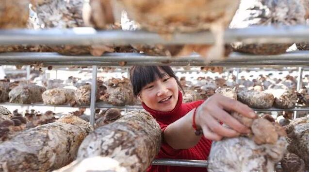 湖北：十堰投资10亿打造香菇产业基地  带动4400户贫困户种植香菇