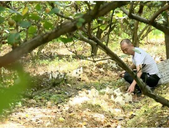 福建：長汀縣林下栽培仿野生竹蓀帶富眾鄉親