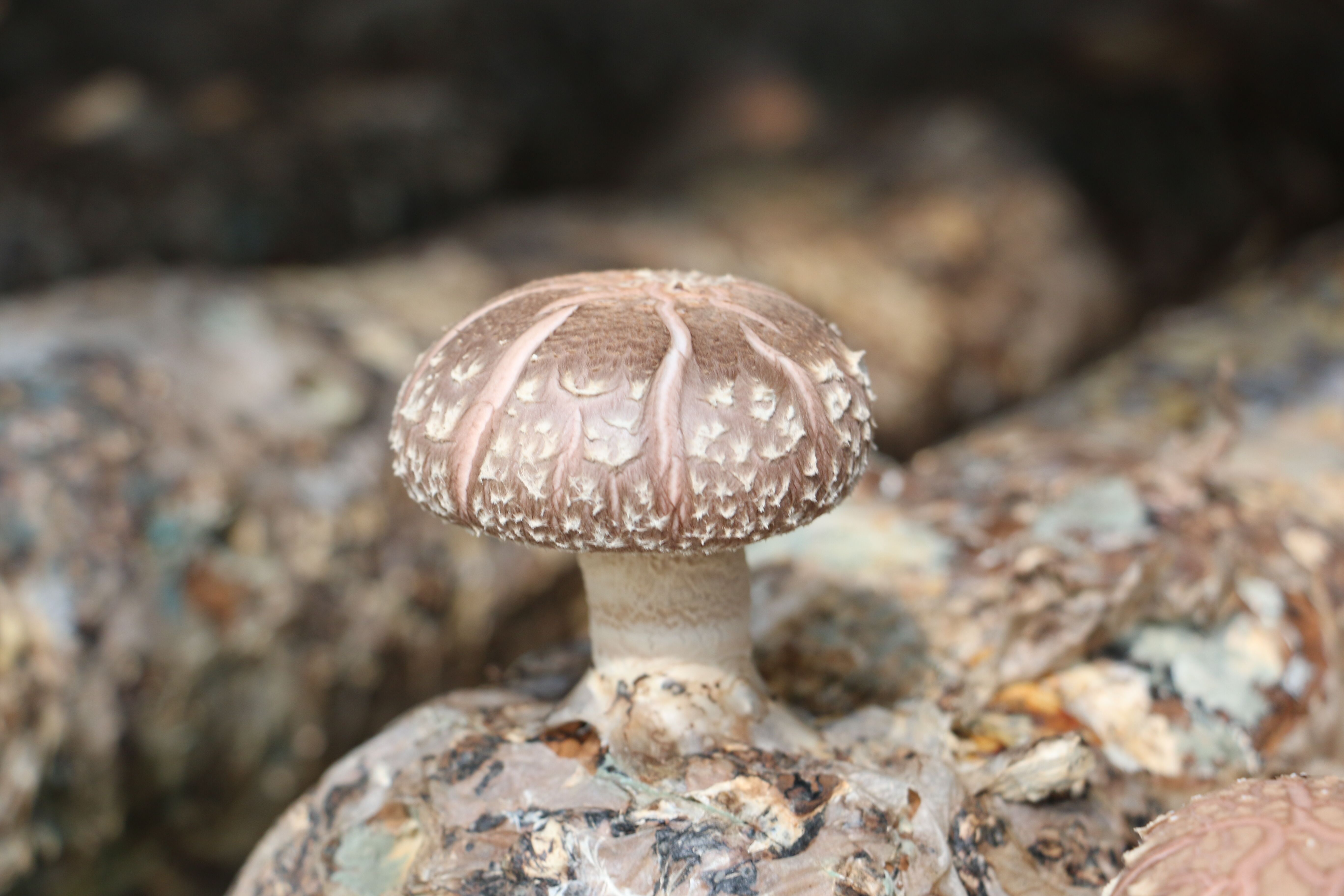 一朵別樣的“香菇”--山西省交口縣發展香菇產業實現鄉村振興與產業扶貧活性共振紀實