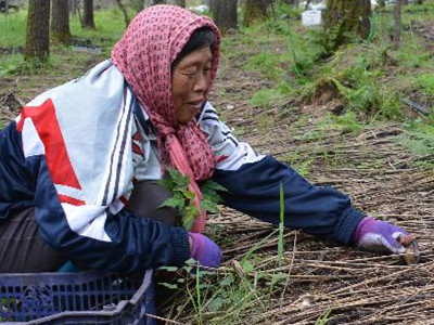 黑龍江：伊春小小赤松茸成為農(nóng)民“扶貧菇”