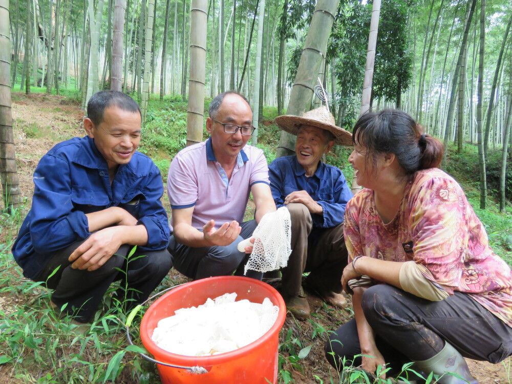 福建：南平市科技特派員舉辦竹蓀生態(tài)栽培技術(shù)培訓(xùn) 喜迎農(nóng)民豐收節(jié)