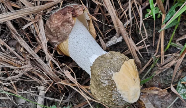 江西：上饶农户种植“土黄金”菌菇走上致富路