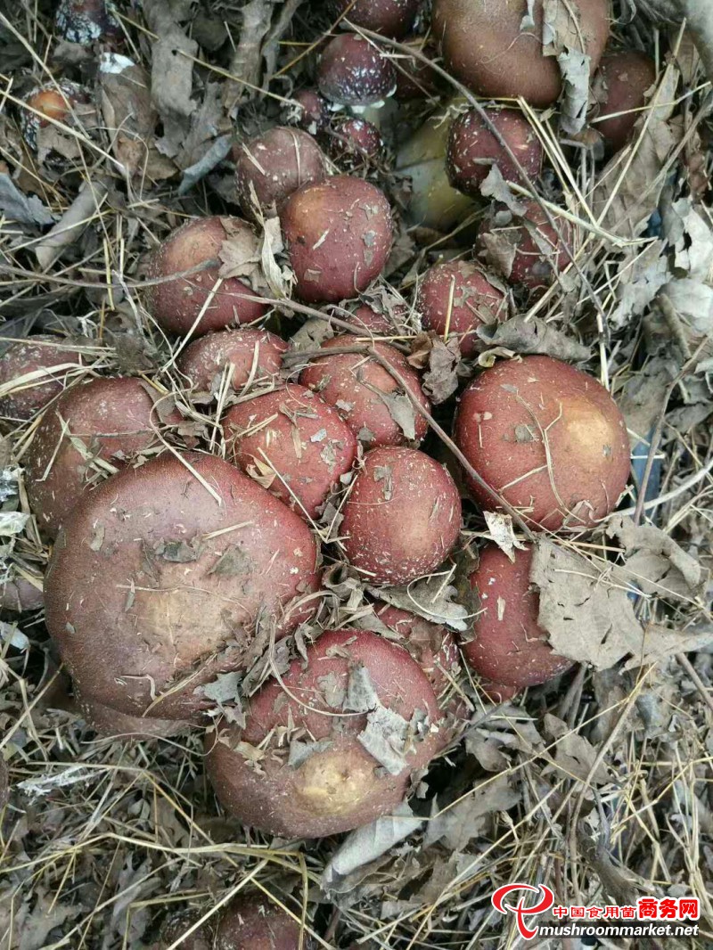 供应赤松茸_大球盖菇_鲜品_供应_食用菌买卖_中国食用菌商务网