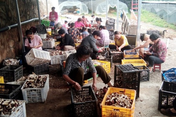 陕西：太白县种植“昂贵蘑菇”种出“好钱景”