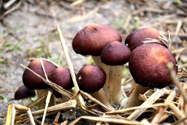 上海：崇明建设镇林下食用菌基地打造农林废弃物循环利用新模式