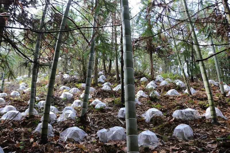 浙江：磐安县山之舟生态农业有限公司主导起草的省级地方标准《林菌生态循环技术规程》