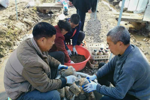 重慶：云陽縣打造羊肚菌示范基地 預計可實現年產值103萬