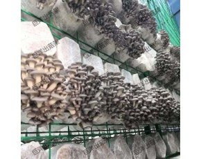 甘肃省食用菌出菇架 现代化蘑菇出菇房网格架 平菇立体架子