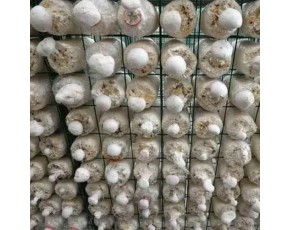 蘑菇种植架厂家 绿色包塑食用菌网格架 出菇房菌类养殖网格