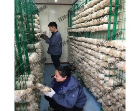 食用菌出菇网格 培菌房网片层架 养殖专用蘑菇网架