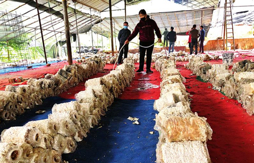 廣西南寧：食用菌產業讓村民走上致富路