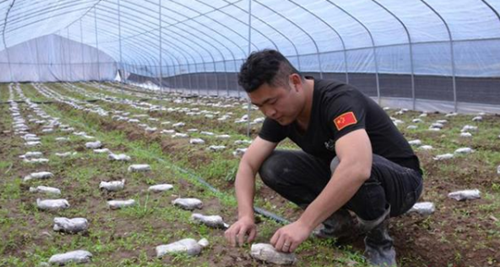 種植羊肚菌 開辟致富路