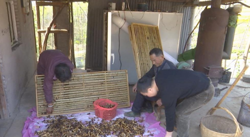 湖南：澧县食用菌研究所为菇农拓宽销售渠道