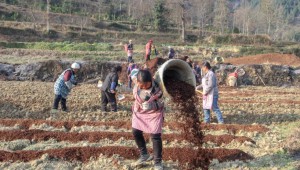 贵州省务川县:种植赤松茸 播撒新希望