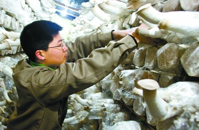 漳浦縣加快發展食用菌產業(圖)