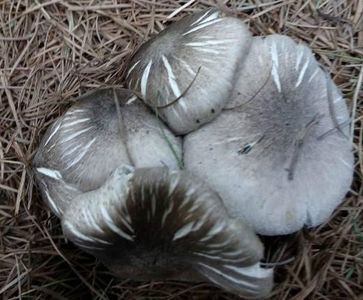 河北承德塞罕坝松林中发现大量棕灰口蘑
