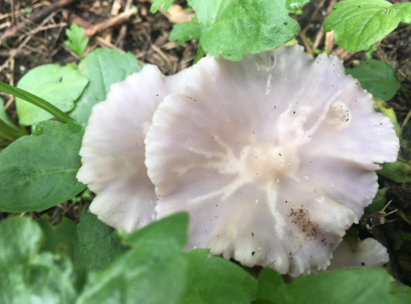 韩国发现花脸香蘑属珍稀野生菌