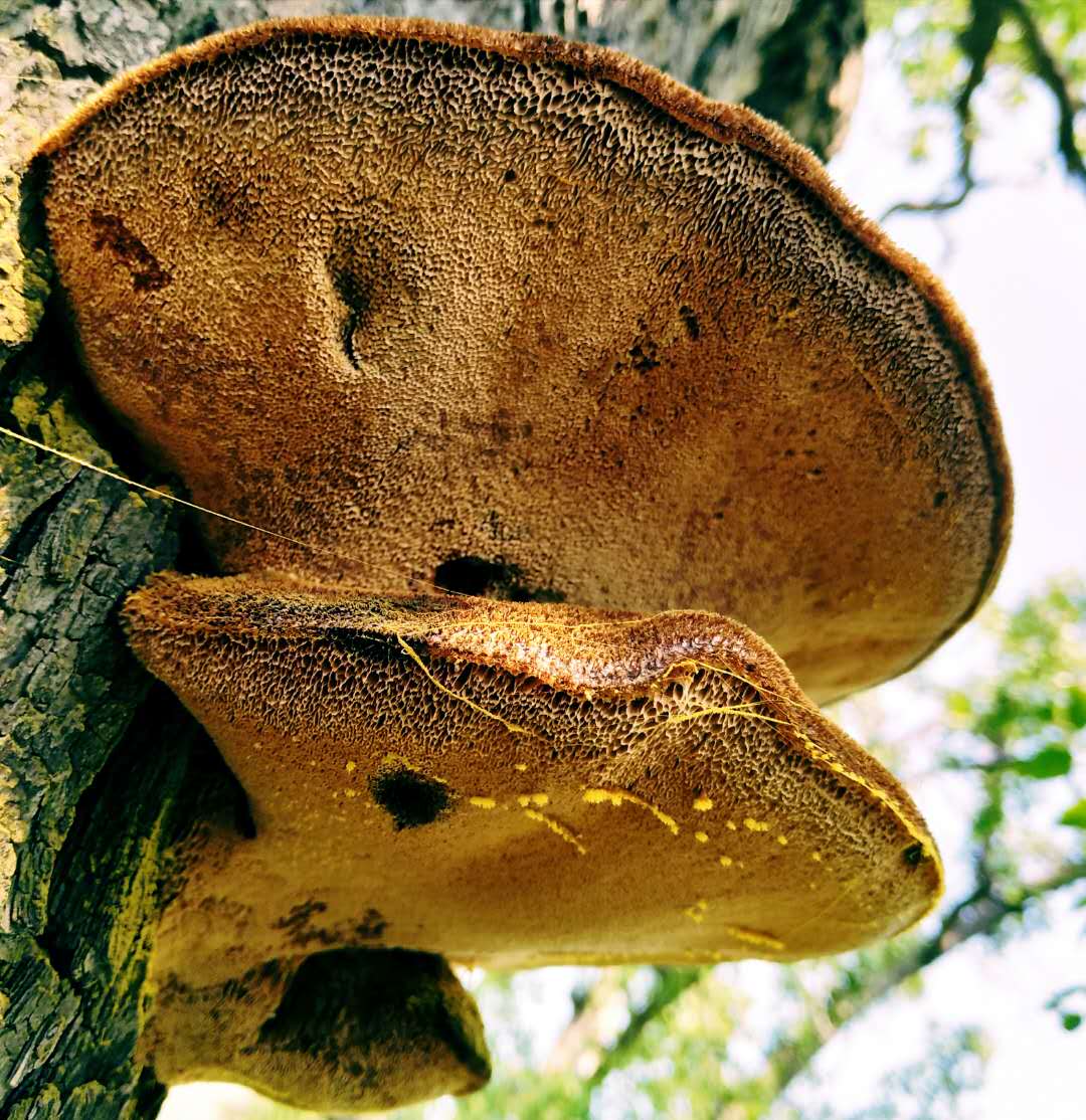 桑树上长的蘑菇的图片图片