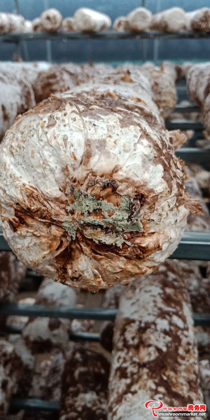 香菇霉变的样子图片图片