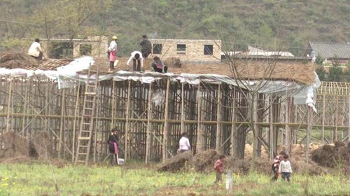 贵州普安：巴西菇种植项目建设如火如荼