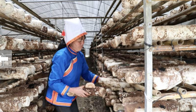 广西金秀：食用菌产业蓬勃发展