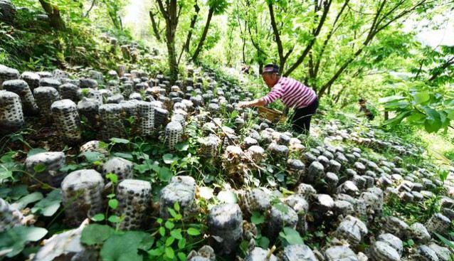 贵州剑河：林下木耳喜迎丰收 绿水青山变“金山”