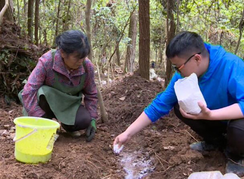 貴州印江：林下栽培食用菌 托起農(nóng)民增收新希望