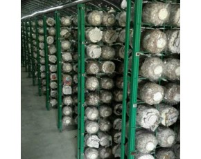 蘑菇出菇网 蘑菇养殖网片 食用菌培养架 食用菌专用网格架