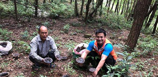 仿野生灵芝种植 助农踏上好“钱”程