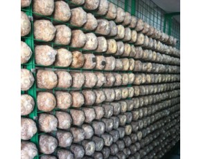 浸塑蘑菇养殖网片 蘑菇网格网架 食用菌出菇架 平菇专用架子
